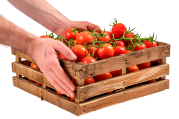 Farmer's hands hold tomato in a box on a white or transparent background. Close-up of tomato in hands. Side view. Trading tomatoes at the market