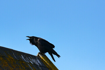 Silhouette of a black bird with beak open squawking on the roof of a building. Noise concept.