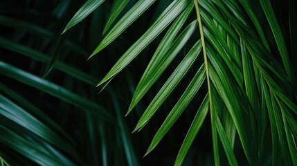 Fresh palm leaves display their vivid green colors and detailed textures, set against a contrasting dark background in an outdoor setting, showcasing nature's beauty