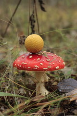 Yellow golf ball on a red fly agaric cap in an autumn forest.