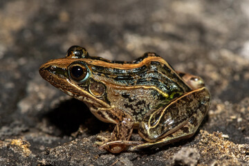 A beautiful Mascarene Grass Frog (Ptychadena mascareniensis), also known as the Mascarene Ridged...