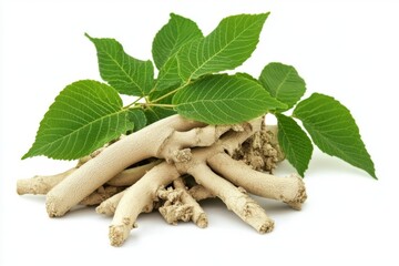 Artistic representation of slippery elm with white space.