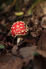 Red fly agaric mushroom in dry brown grass in autumn.
