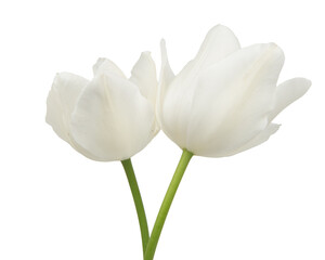 tulip flower isolated on white background. Beautiful composition for advertising and packaging design in the garden business.