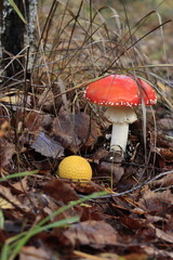 Yellow golf ball and red fly agaric mushroom among dry leaves on a golf course.
