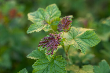 A close view of vibrant green and reddish leaves, showcasing unique coloration and textures. This...