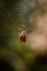 spider on web