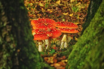 A bunch of Fly Agaric fungi growing next to a mossy birch trees in a park in Kassel, Germany.