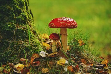 A bunch of Fly Agaric fungi growing next to a mossy birch trees in a park in Kassel, Germany.