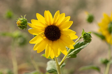 A Sunflower in the Sunlight