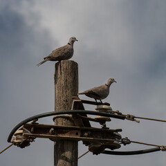 Eurasian Collared Doves on an Electric Pole