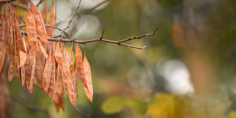 Brown pods of the Yudi tree Cercis siliquastrum on a bright, autumnal nature bokeh background