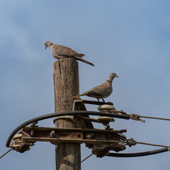 Eurasian Collared Doves on an Electric Pole