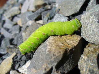 Green caterpillar on gray stones on sunny summer day - close-up shot. Topics: insect, flora, fauna, weather, summer, season, natural environment, macro