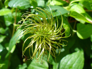 Clematis flower after petals fall - fresh plant with water drops in  phase of after flowering and green leaves. Topics: beauty of nature, blooming, flora, summer, season, natural environment, botany