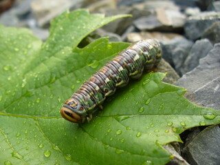 caterpillar on leaf