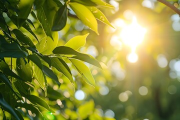 Sunlight Shining Through Green Leaves in Summer
