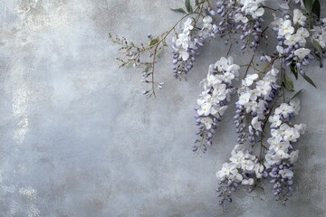Blooming wisteria on a textured grey wallpaper background