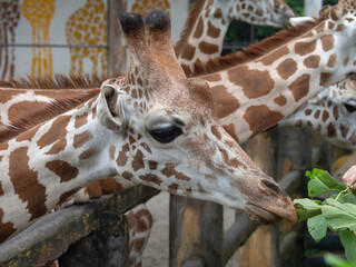 Tourists feeding giraffes