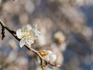 Sunny view of beautiful Peach flower blossom