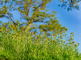 Close up shot of yellow flower blossom
