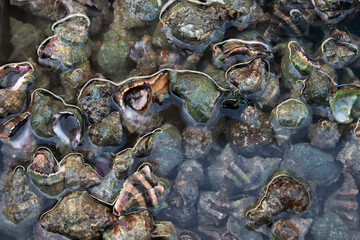 Bolinus brandaris, also called sea snail or purple dye murex, at the fish market ready to be cooked