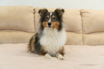 Obraz na płótnie Canvas Cute tricolor dog sheltie. Portrait of shetland sheepdog in home