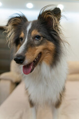 Cute tricolor dog sheltie. Portrait of shetland sheepdog in home