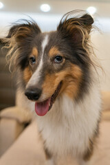 Cute tricolor dog sheltie. Portrait of shetland sheepdog in home