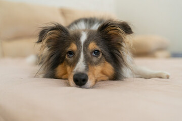 Cute tricolor dog sheltie. Portrait of shetland sheepdog in home