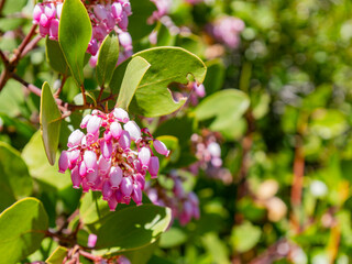 Close up shot of small pink flower blossom in Yosemite National Park