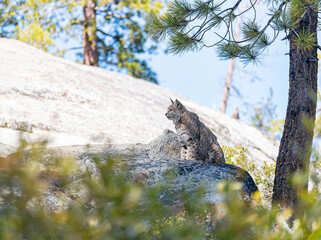 Sunny view of a mountain lion at Yosemite National Park