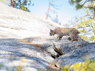 Obraz premium Sunny view of a mountain lion at Yosemite National Park