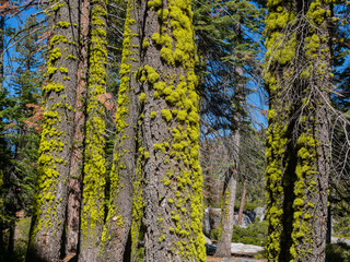 Sunny view of the landscape at Yosemite National Park