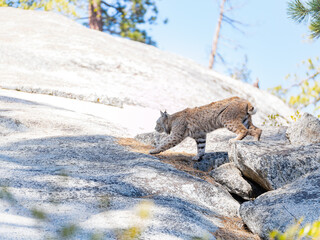 Sunny view of a mountain lion at Yosemite National Park