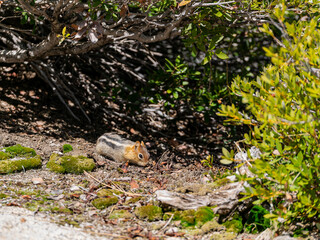 Close up shot of cute squirrel at Yosemite National Park