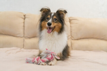 Cute playful tricolor dog sheltie. Portrait of shetland sheepdog in home playing with pink toy rope