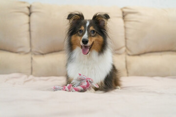 Cute playful tricolor dog sheltie. Portrait of shetland sheepdog in home playing with pink toy rope