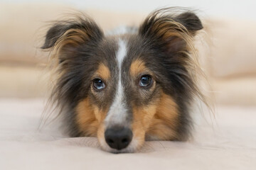 Cute tricolor dog sheltie. Portrait of shetland sheepdog in home