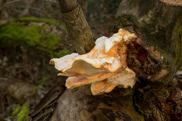 Poorling an einer morschen Weide