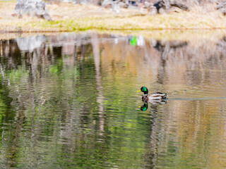 Sunny view of the mirror lake landscape in Yosemite National Park