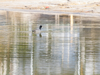 Close up shot of American coot at Bass Lake
