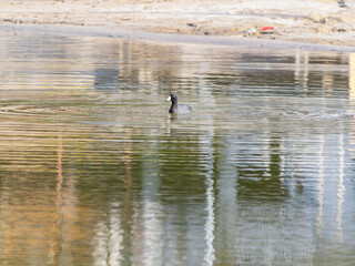 Close up shot of American coot at Bass Lake
