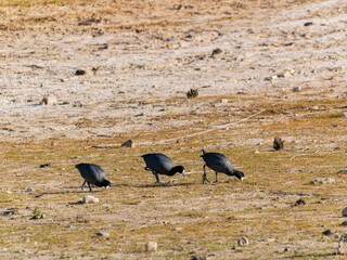 Close up shot of American coot at Bass Lake