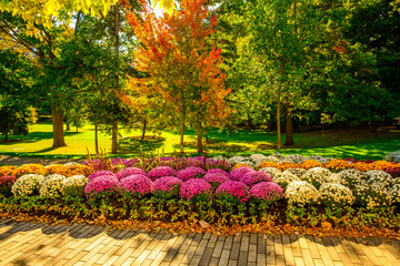 colorful autumn park shot  kew gardens Toronto
