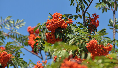 Berries ripen on a branch of rowan (Sorbus aucuparia)
