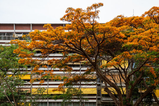 Flamboyant na asa sul, em Bras&iacute;lia