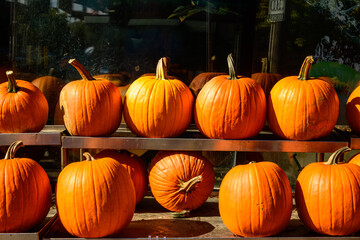 pumpkins in a row