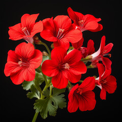 Fototapeta premium red geranium flowers on black background