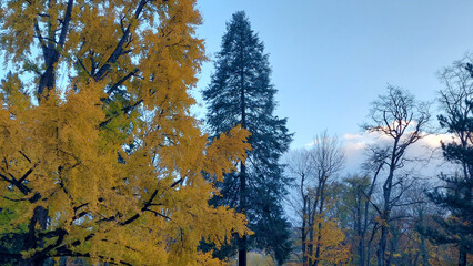 Autumn colors at dusk at a public garden. Autumn 2023, France